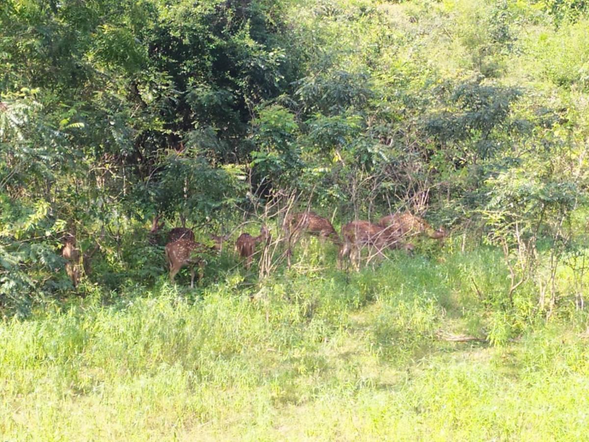 Secret River Side Safari Lodge Удавалаве Екстер'єр фото